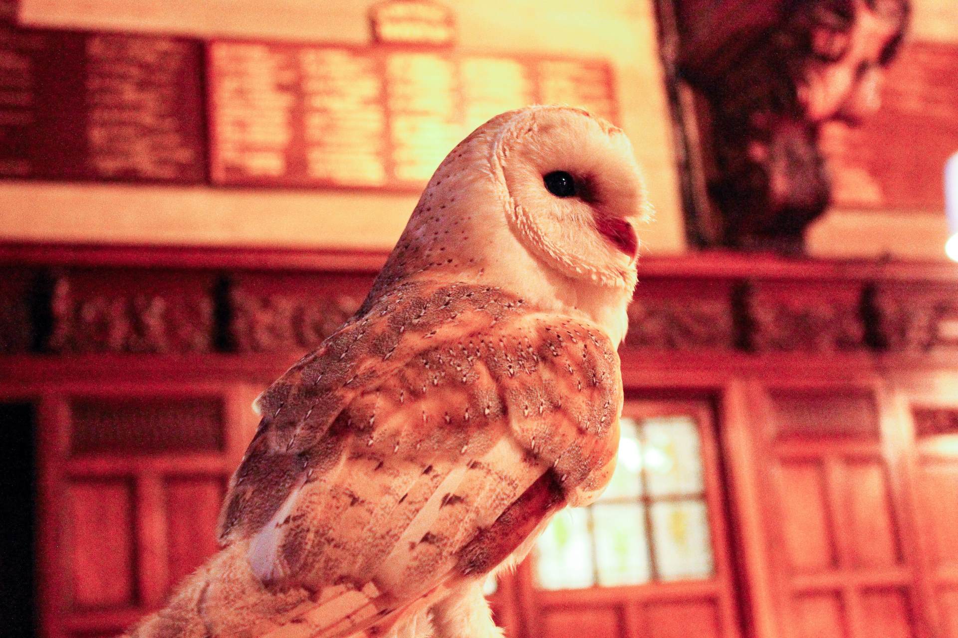 Barn Owl